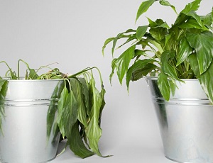 Jak ze stresem radzą sobie rośliny?